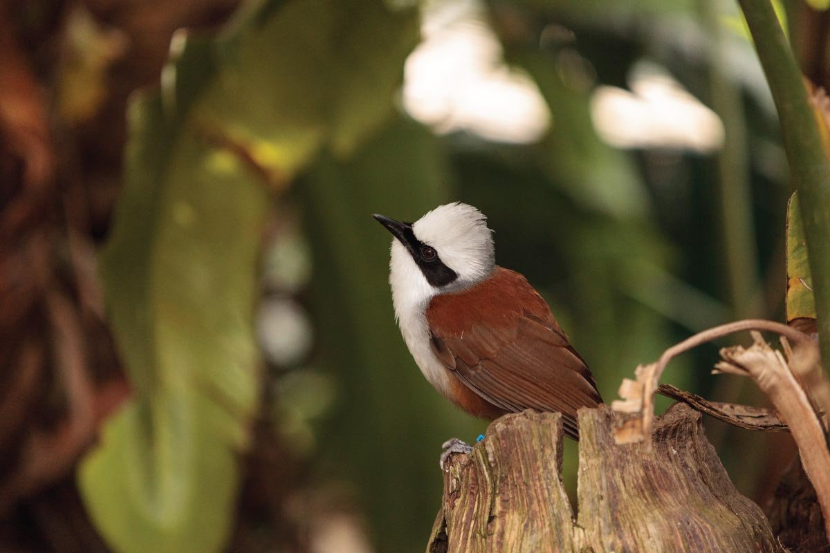 naturaleza-aves-nature-and-birdwatching-Boquete