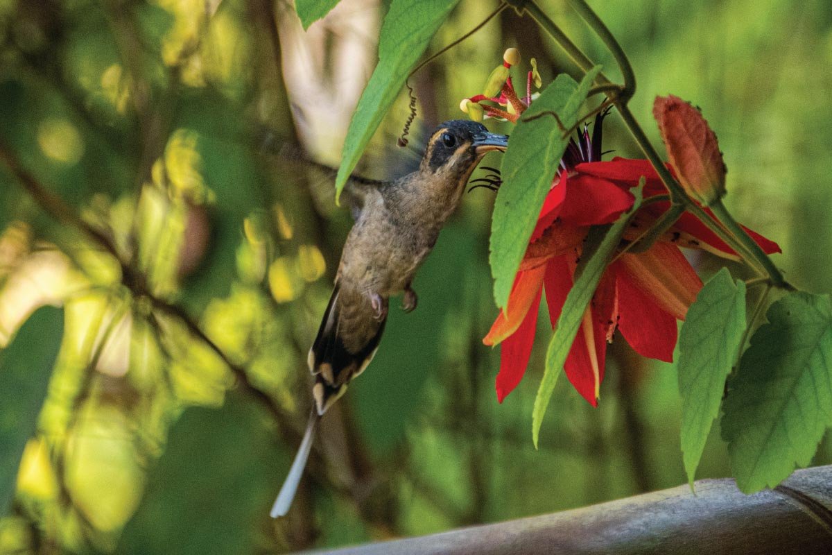 observacion-aves-birdwatching-experience-boquete-chiriquí