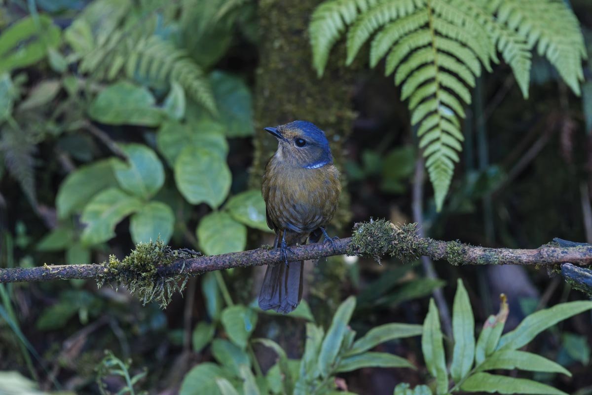 observacion-aves-bosque-nuboso-boquete-birdwatching-cloud-forest-boquete