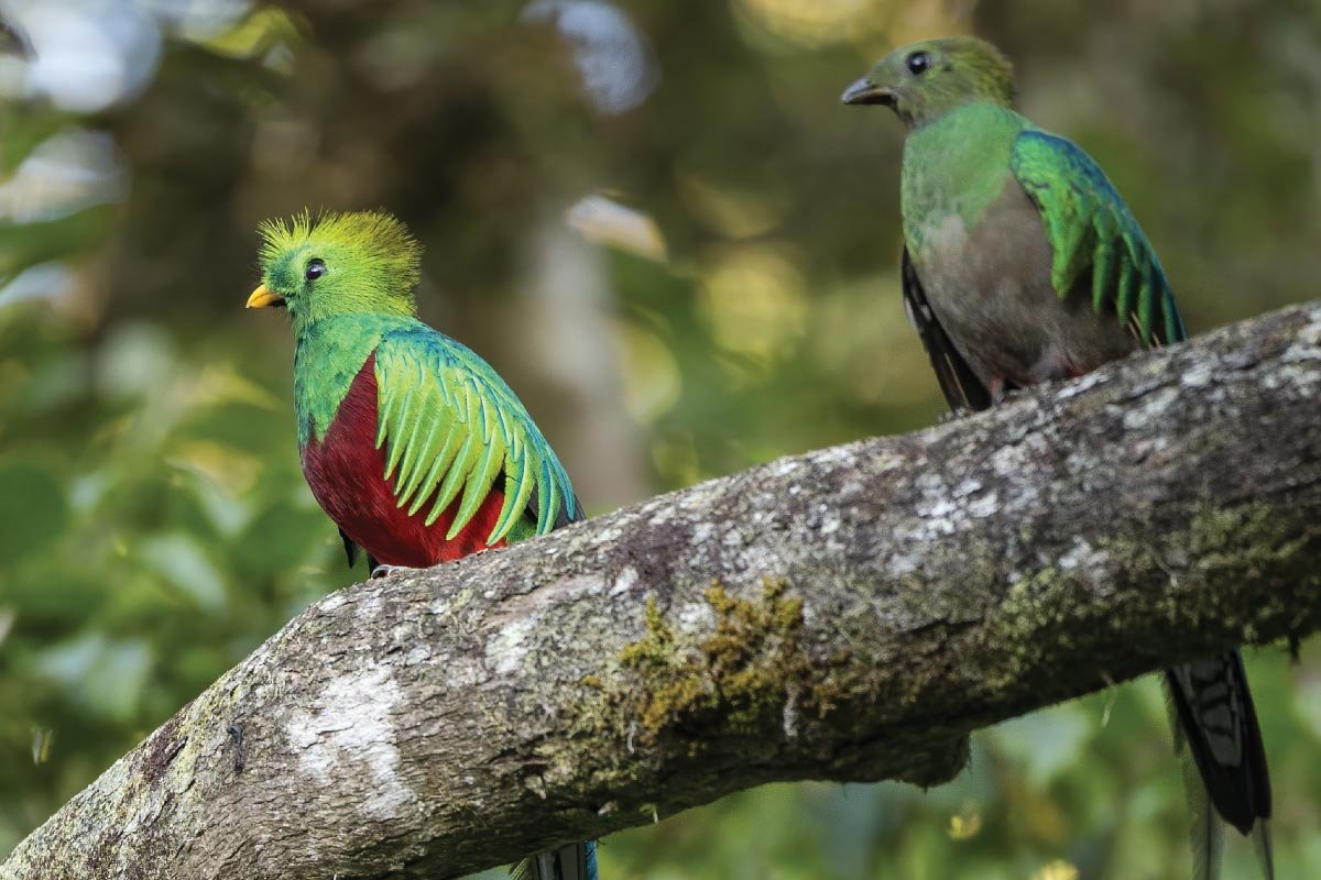 quetzales-en-boquete