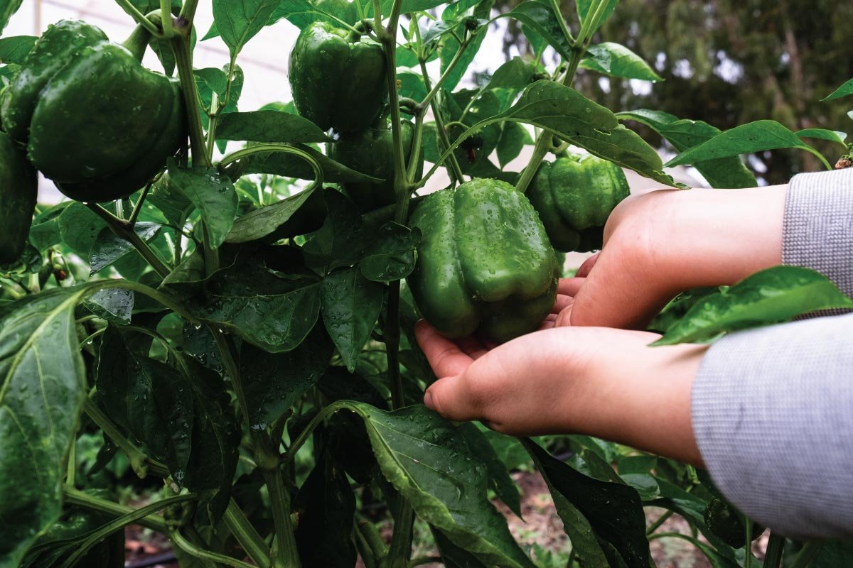 tour-pimenton-invernadero-pepper-tour-greenhouse