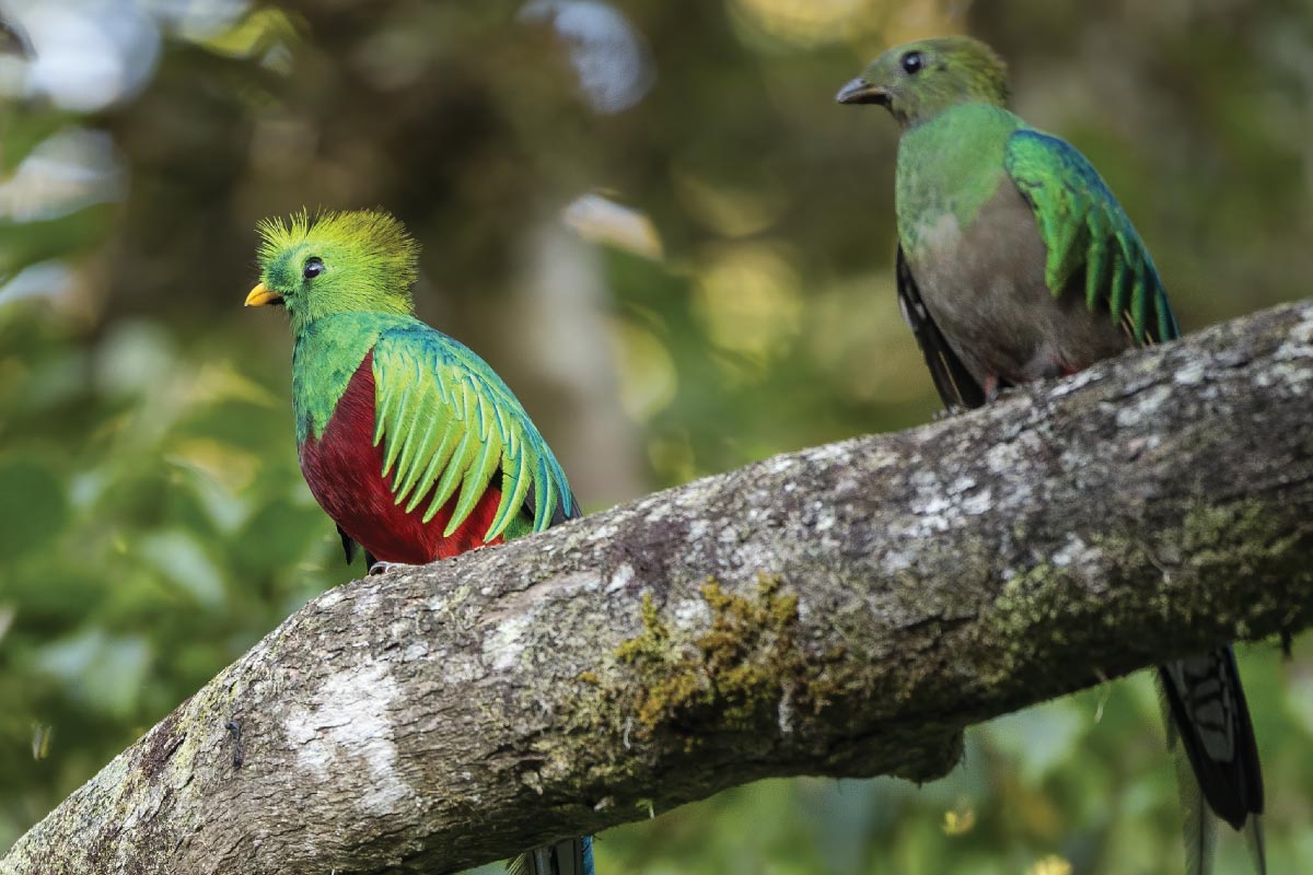 quetzales-en-boquete-quetzal-bird-watch