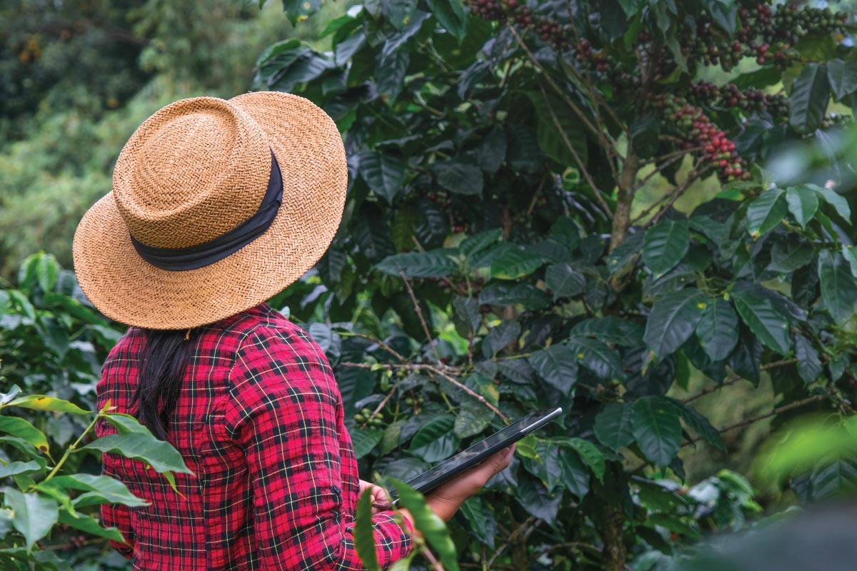 tour-de-café-artesanal-boquete-coffee-farm-experience