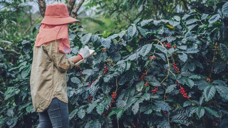 tour de café en Boquete: del campo a la taza | experiencia completa