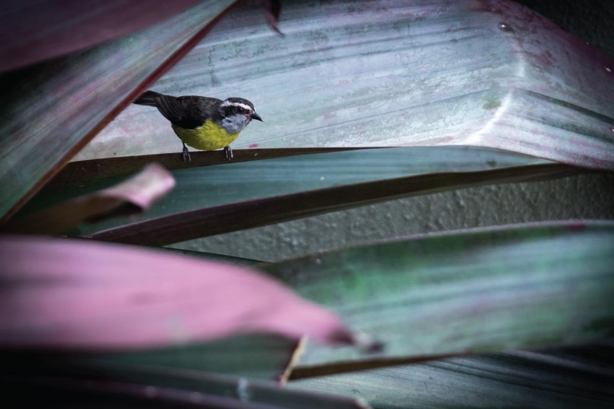 avistamiento-aves-boquete-sendero-montana-birdwatching-boquete-mountain-trail