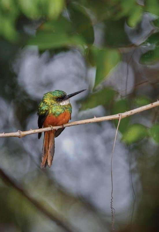 avistamiento-aves-exoticas-chiriqui-birdwatching-exotic-birds-chiriqui