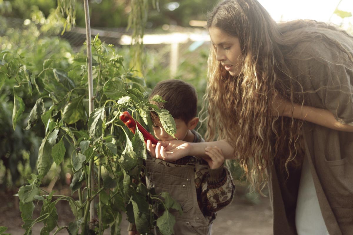cultivo-pimenton-pepper-cultivation-experience