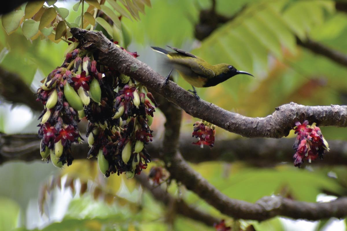 ecoturismo-avistamiento-aves-panama-birdwatching-ecotourism-panama